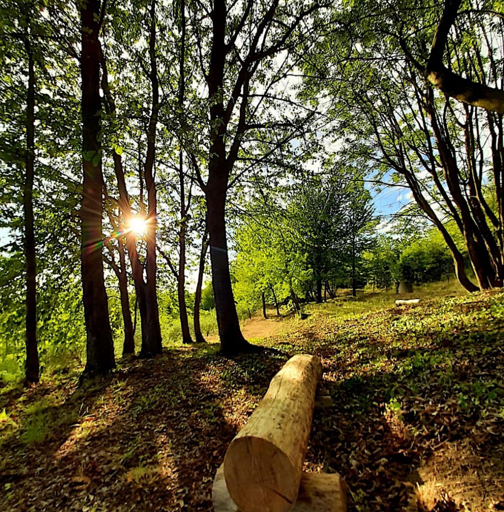 Mostra ‘Tra i rami’